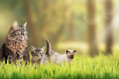 Shy Cat Befriends Woman, Then Introduces Her To Kittens: 'Been Chosen'