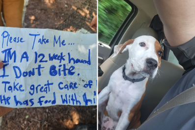 Read Heartbreaking Note Left With Abandoned Dog: 'I Don't Bite'