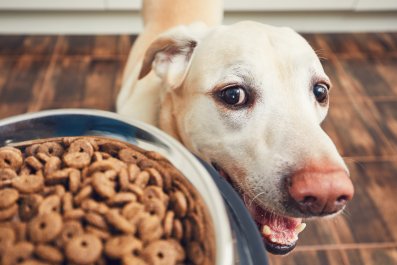 Spoiled Labrador Refuses To Eat Unless Owner 'Makes It Special'