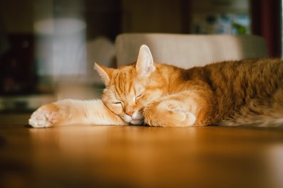 Cat Pretending To Be Asleep To Steal Owner's Food Has Internet In Stitches