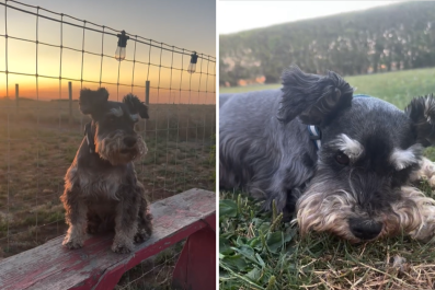 Family Grieve MiniÂ SchnauzerÂ Who Raised Two Generations of Kids