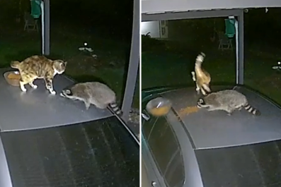 Watch Cat and Raccoon Go Head to Head Over Bowl of Food: 'Traumatized'