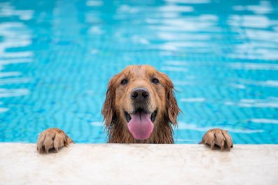 Golden Retriever Gets Birthday Waterslide: Owner Can't Stop Playing