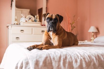 Internet Lauds 'Spoiled' Boxer Who Demands Mom Tuck Her In at Night