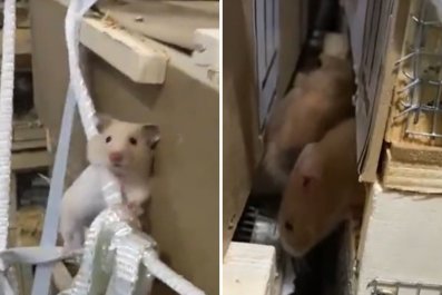 Flight Grounded As Hundreds of Hamsters Escape in Cargo Hold 'Prison Break'