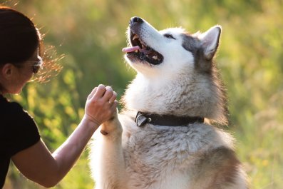 Malamute Howling Along With the Sirens at City Parade Goes Viral