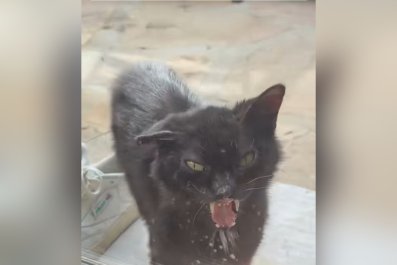 Sick Stray Cat Transformed Into Fluffy and Beloved Pet: 'To Be Loved'