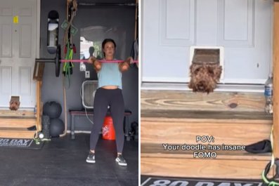 Hysterics at How Goldendoodle With Intense 'FOMO' Keeps Eye on Owner