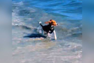 Dog Finally Brave Enough to Swim in Sea Makes Owners ProudâThen Terrified