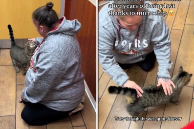 Owner Reunites With Cat Years After He Went Missing: 'Remembered His Mom'