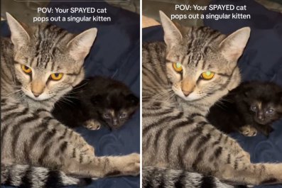 Shock As Owner Thinks Cat Is Spayed, Then He Gets a Surprise