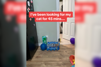 Owner Spends 45 Minutes Searching for CatâCan't Believe Where He's Hiding