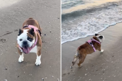 Bulldog Getting Zoomies on the Beach After Surgery Wins Pet of the Week