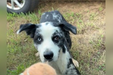 Random Dog Approaches Woman With One Simple RequestâPlay