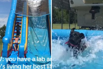 Labrador Cuts in Front of Children on Waterslide to Get Her Turnâ"Me First"