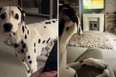 'Obsessed' Dalmatian Demands Mom Put on Favorite TV Show for the 17th Time