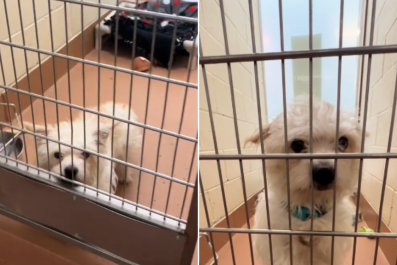 Shelter Dog Heartbroken As He's Stood Up For Meet and Greetâ'Still Waiting'