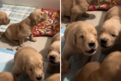 Moment Litter of 3-Week-Old Golden Retriever Pups Howl for the First Time