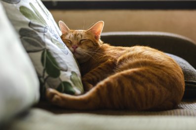 Cat Soundly Sleeping 'Like He Pays the Bills' Goes Viral