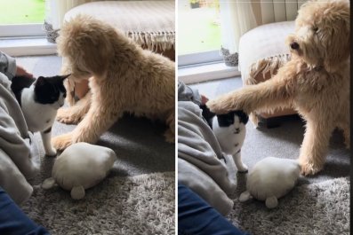 Woman 'Can't Believe' What Goldendoodle Did First Time Meeting New Cat