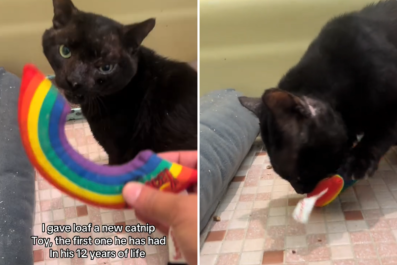 Rescue Cat Has Heartwarming Reaction to His First Toy at 12 Years Old