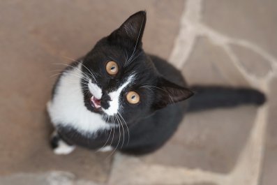 Internet In Hysterics as Cat Walks into Neighbor's House, demands to Be Fed