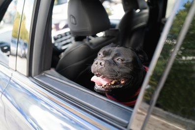 Dogs Falling in Love While Stuck in Traffic Melt Hearts