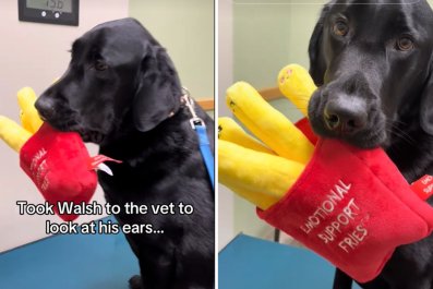 Woman Takes Dog to the Vet for His Ears, Then the Tables Turn