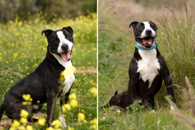 Dog in Shelter for 2730 Days Finally Gets Adopted for His 'Last Years'