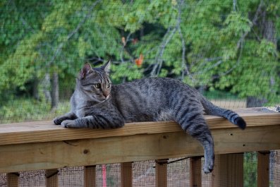 Hearts Melt As Boyfriend And Grandpa Build "Catio" For Woman's Indoor Cat