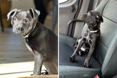 Jaws Drop Over Photos of Rare Chihuahua and Black Lab Mix, the 'Chibrador'