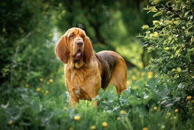 Laughter at Dog's Reaction to Discovering Neighbors Are Back From Vacation