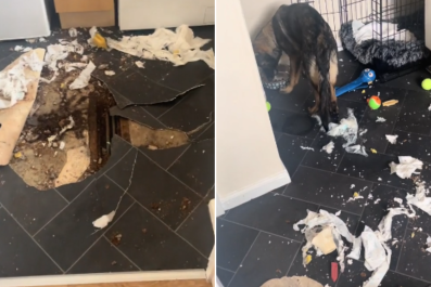 Chaos Greets Woman After German Shepherd Puppy Left Home Alone for 5 Hours