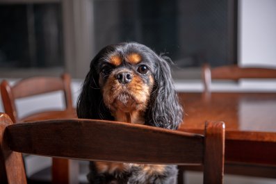 Man Proposes To Fiance's Dog After Engagement, They're 'a Packaged Deal'