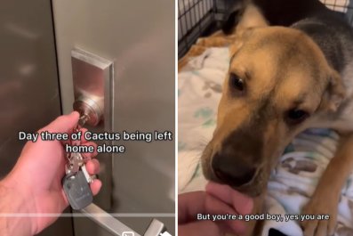 Man Not Prepared for Where He Finds Puppy Left Home Alone Out of Crate