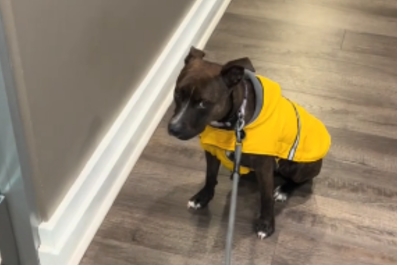 Dog Rescued From Life on Streets Now Refuses To Go Outside if It's Raining