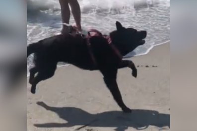 'Anxious' Dog Discovers Her Love for Water, but Only on One Condition