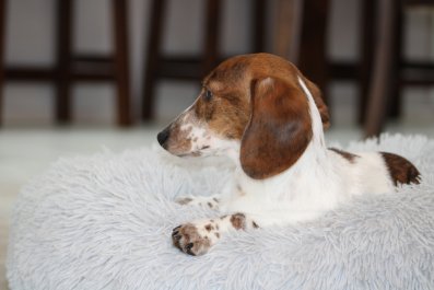 Hearts Melt After Dachshund Refuses To Sit Without Owner