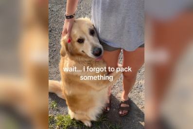 Dog Has Heartbreaking Reaction to College Student Packing: 'Won't Let Go'