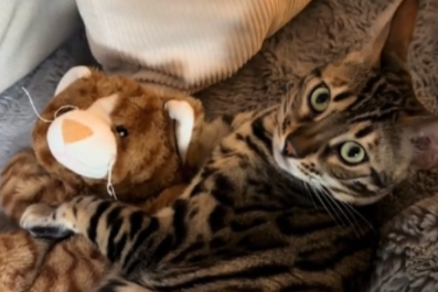 Cat Adopts Hand Puppet as Her Very Own Pet: 'She Loves Carrying It Around'