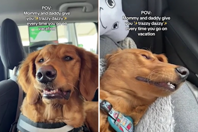 Hysterics Over Golden Retriever's Reaction to Anxiety Meds for Road Trips