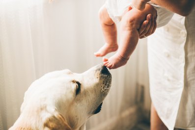 New Mom Left in Tears As Dog 'Silently' Stays by Her Side During Night Feed