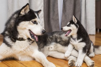 Hearts Melt As 'Aggressive' Husky Learns To Love PuppyâBecome Best Friends