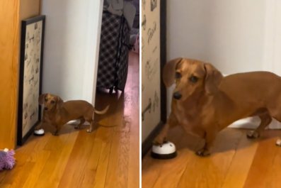 Sausage Dog Stares Directly at Owner, Makes Demands While Ringing Bell