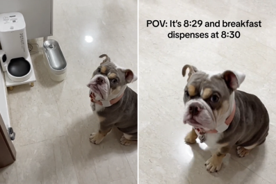 Impatient Bulldog Has Daily Tantrum Before Breakfast Is Ready: 'Stomps'