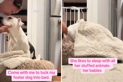 Foster Dog Who 'Waits by Her Bed' Every Night To Be Tucked In Melts Hearts