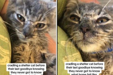 Shelter Kitten With No Family Has Hug and 'Last Goodbye' Before Euthanasia