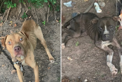 Dogs Found So Malnourished at Property They Were 'Horrifying' To Look At