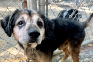 'Scared and Alone' Senior Dog Found on Freeway After Owner Didn't Want Him