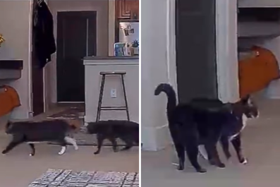 Sweet Moment Pet Cam Captures Stray Copying Everything New Cat Sibling Does